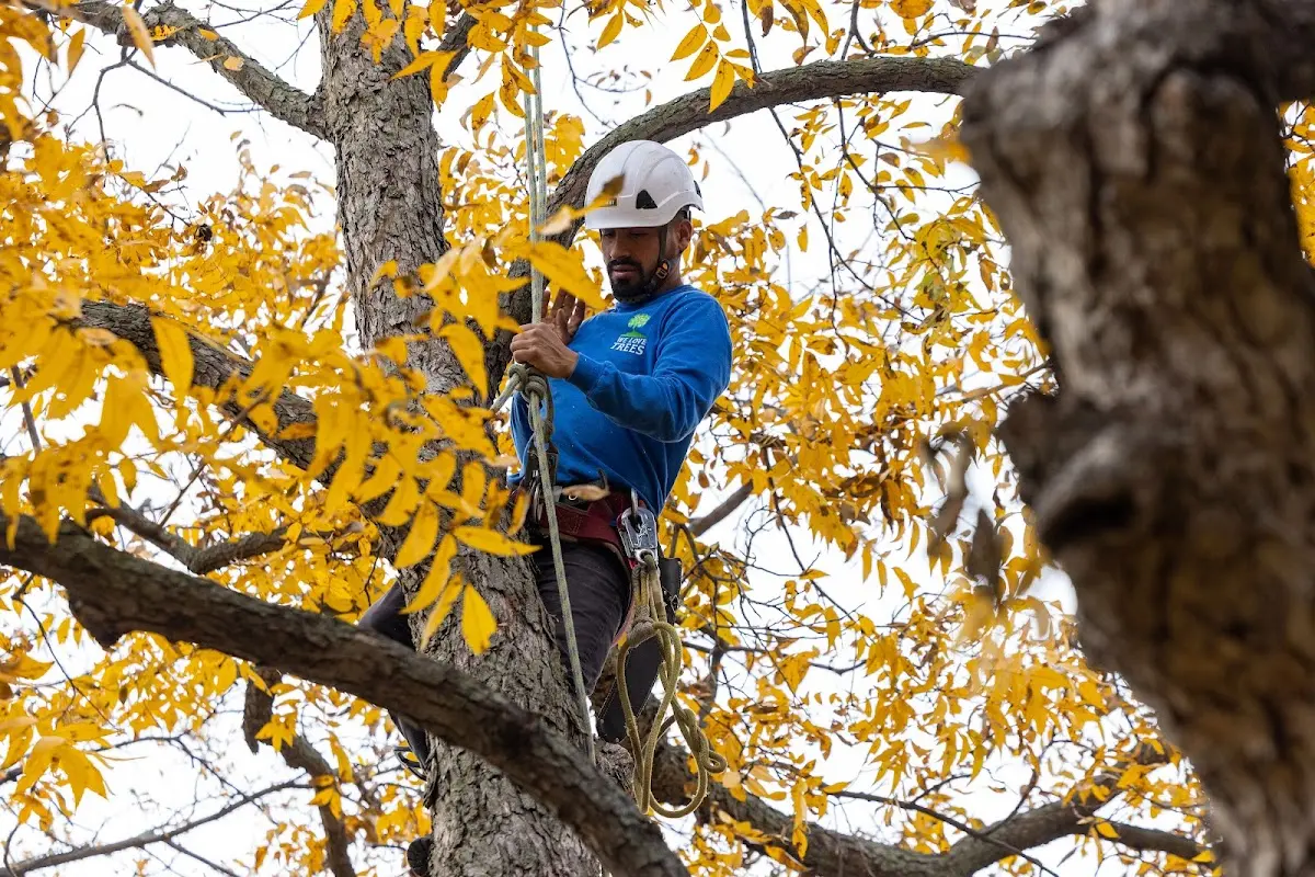 Skilled Storm Damage Cleanup crew working in Mount Holly