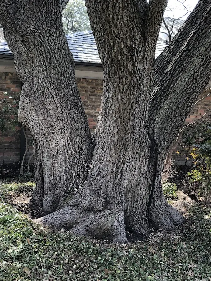 Mature heritage tree close to a Mount Holly property cared for by certified arborists